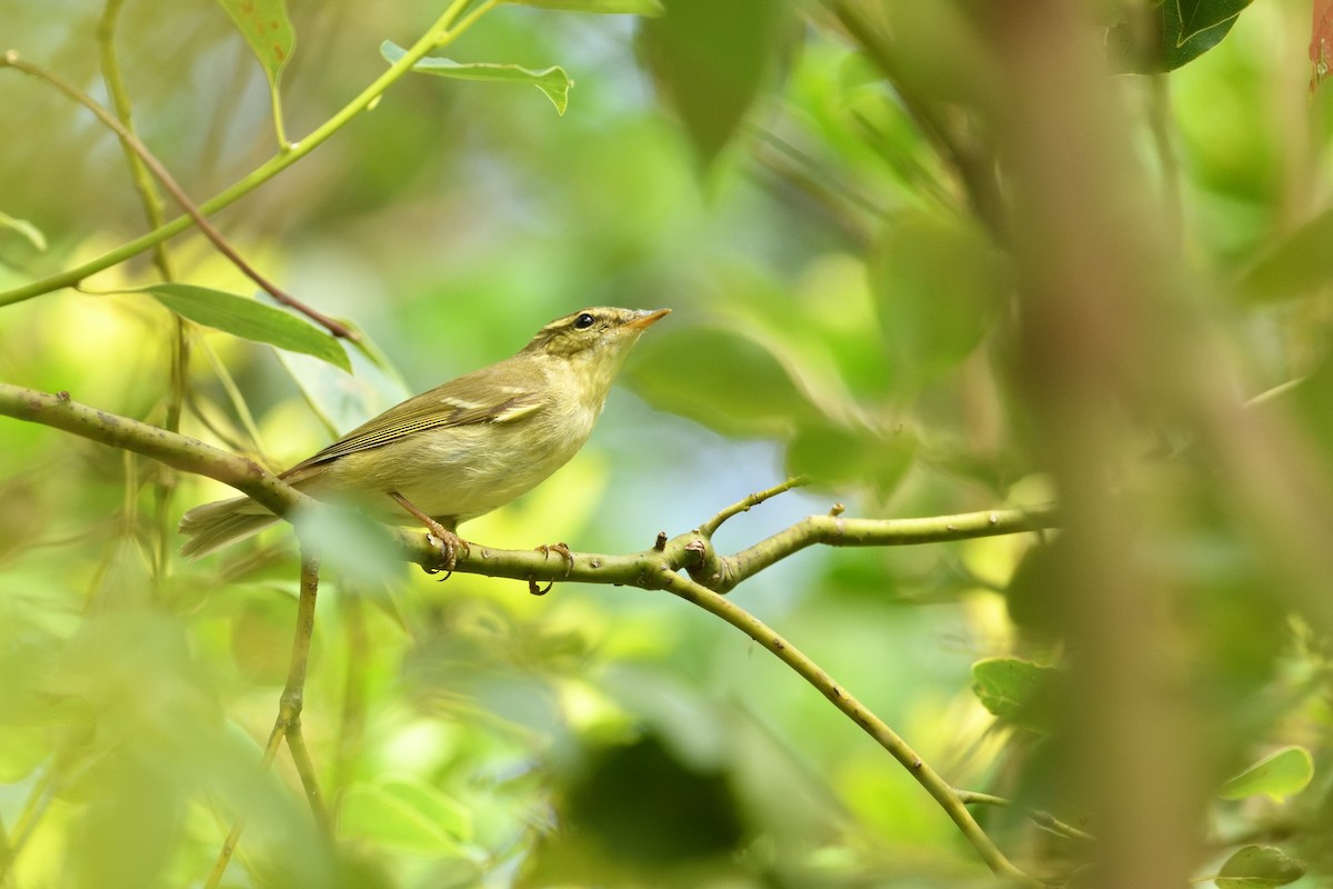 Arctic Warbler - ML646160391