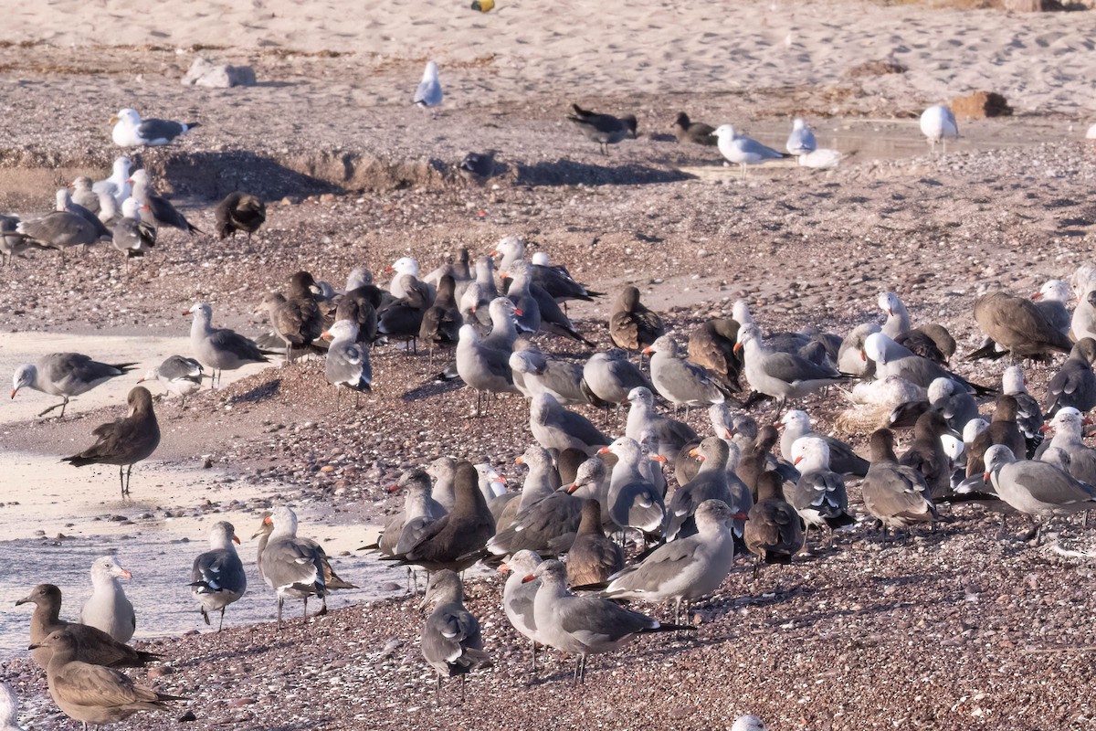 Heermann's Gull - ML646160393