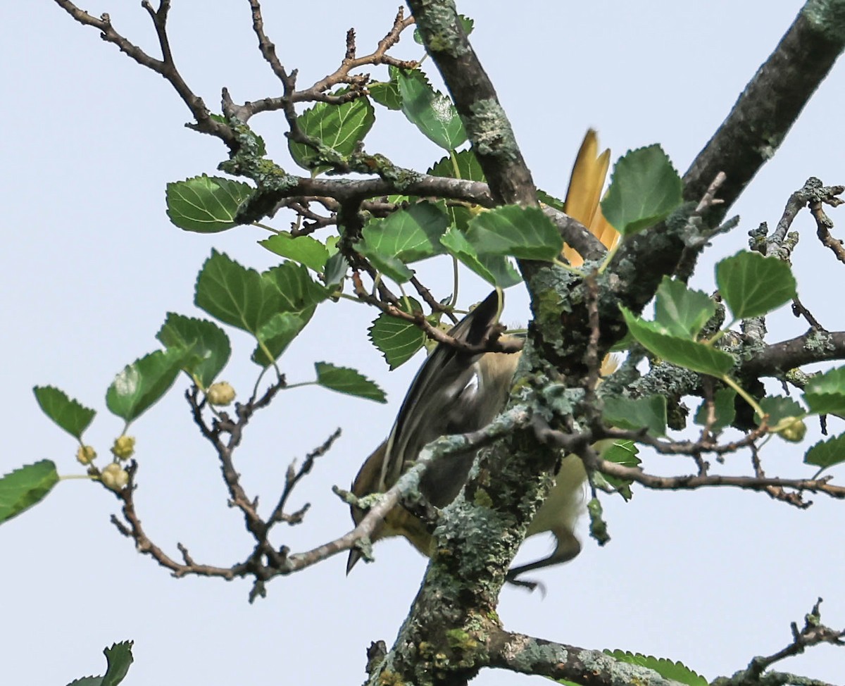 Балтиморский трупиал - ML646160394