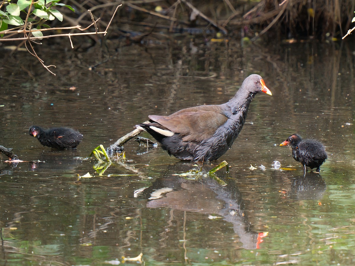 Dusky Moorhen - ML646160395
