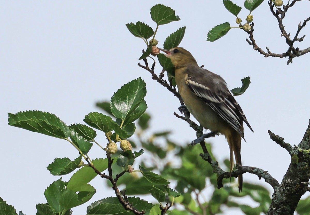 Балтиморский трупиал - ML646160396