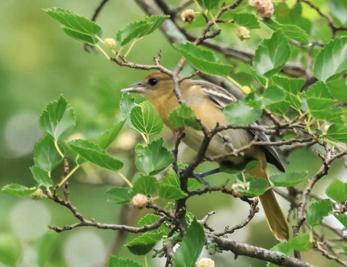 Балтиморский трупиал - ML646160398