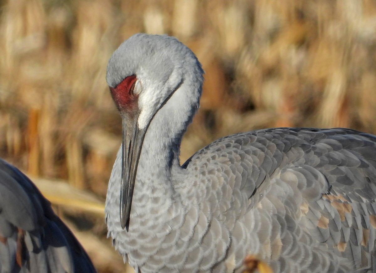 Sandhill Crane - ML646160399