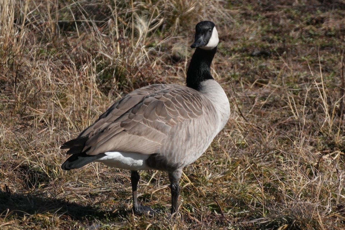 Canada Goose - ML646160400