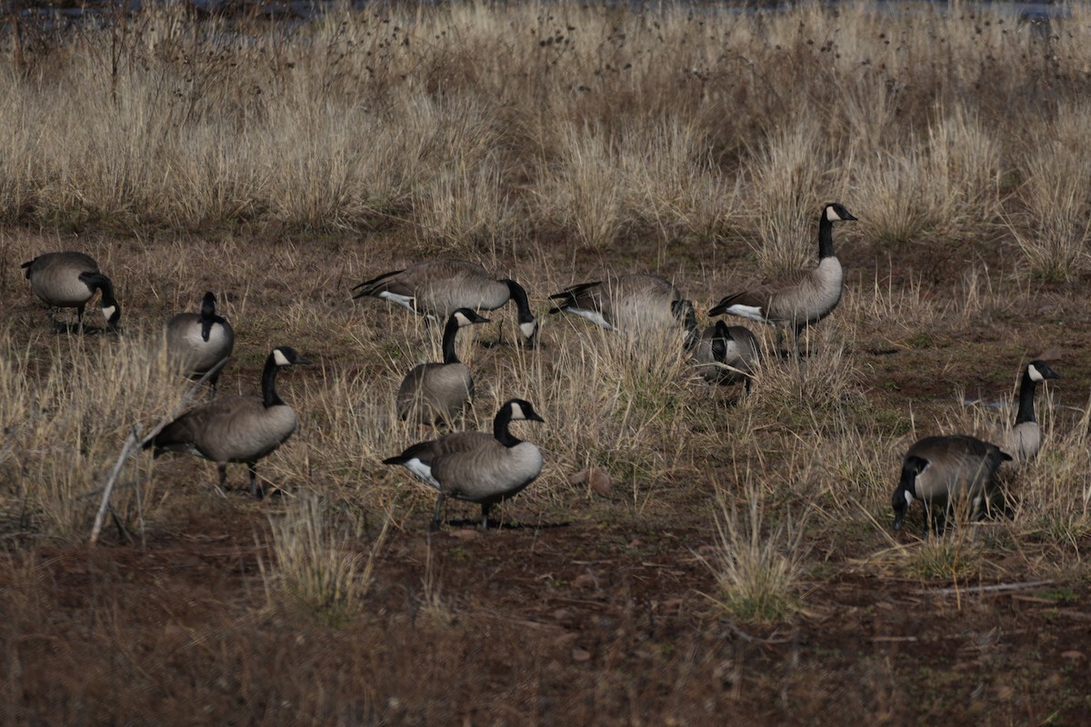 Canada Goose - ML646160401