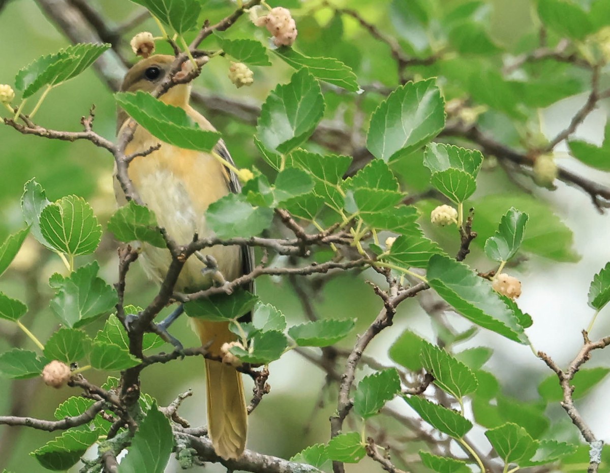 Балтиморский трупиал - ML646160402