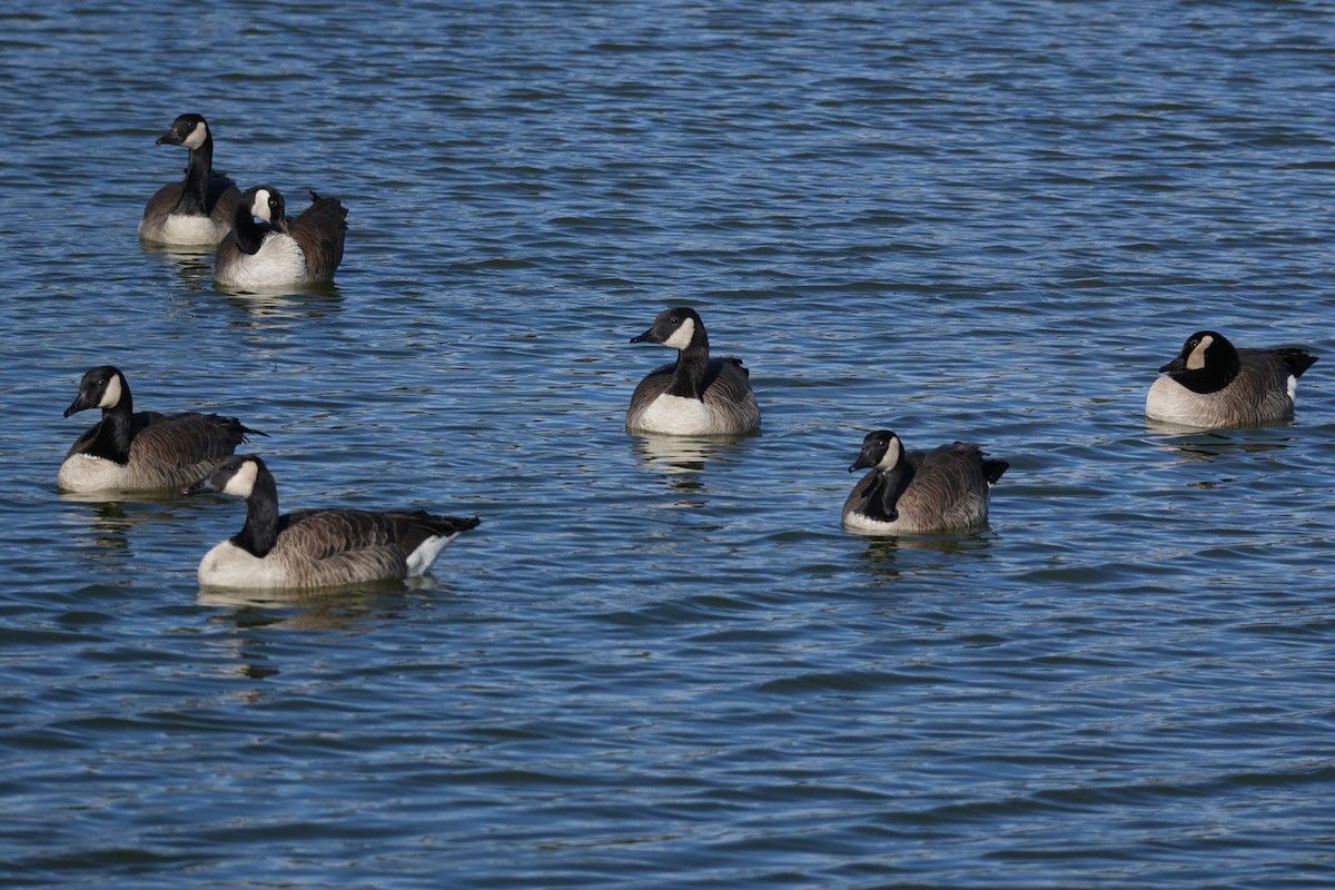 Canada Goose - ML646160403