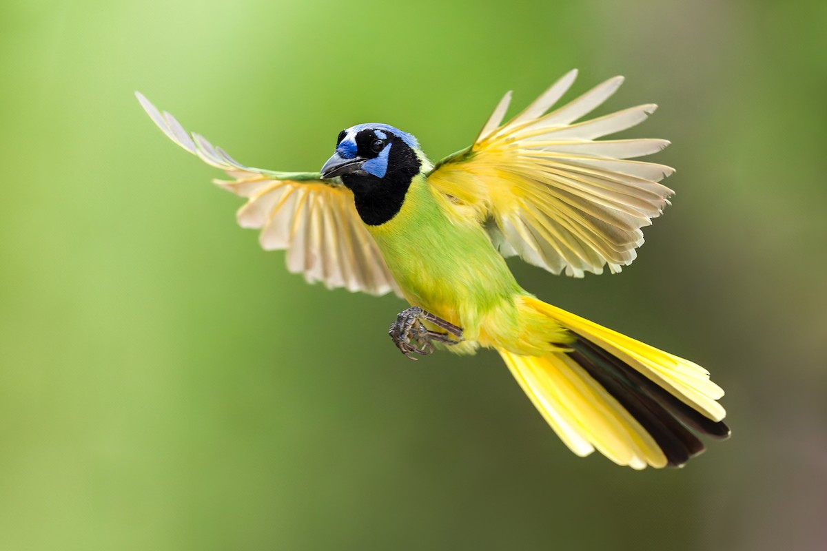 Geai vert - ML646160404