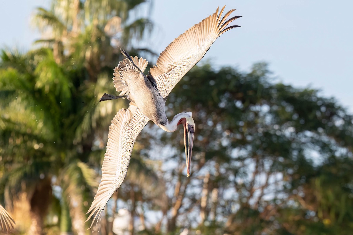 Brown Pelican (California) - ML646160412
