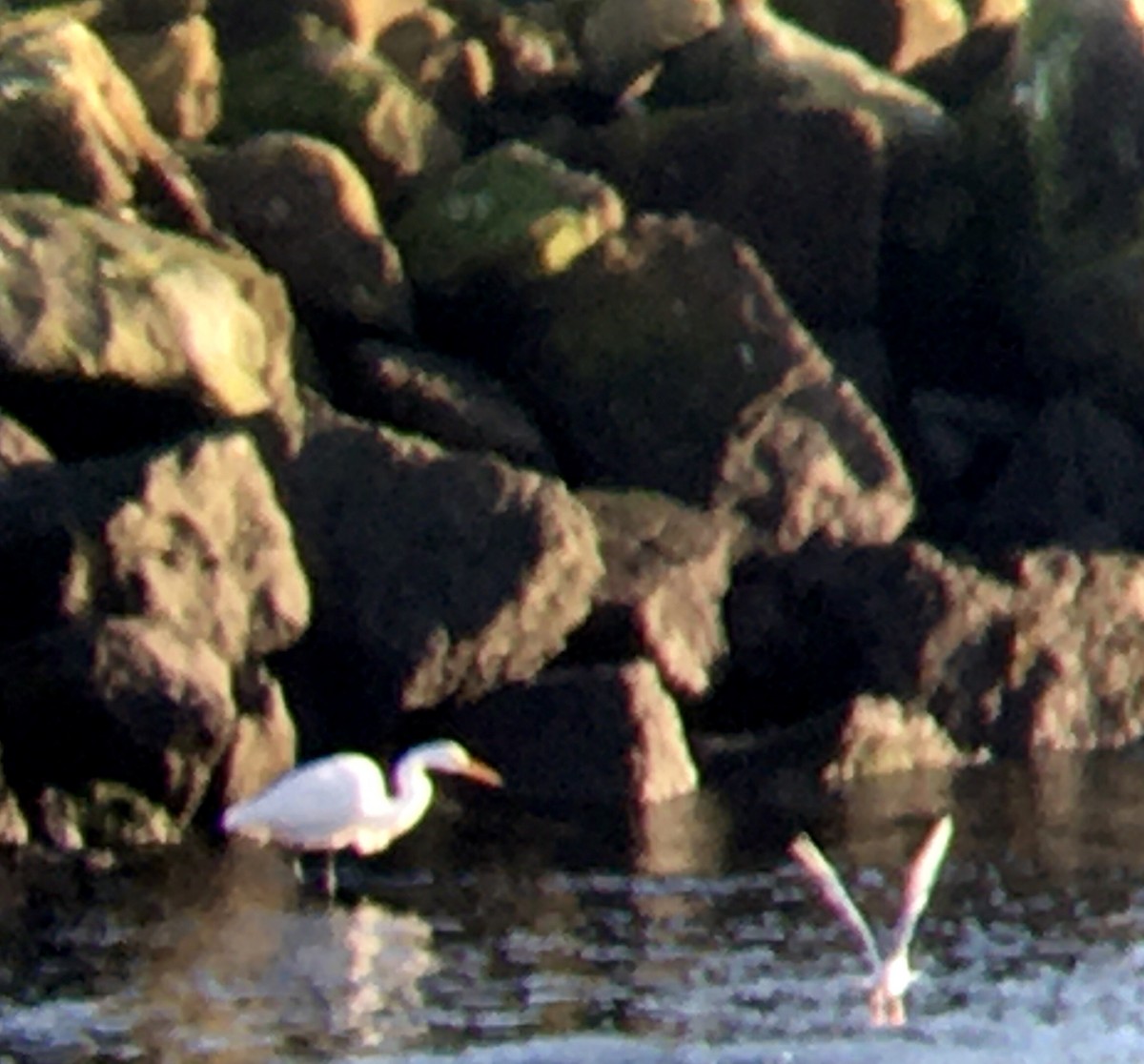 Great Egret - ML646160414