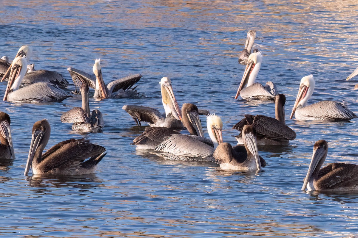 Brown Pelican (California) - ML646160417