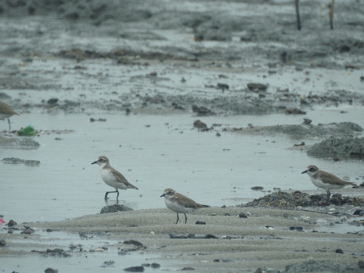 Tibet Cılıbıtı - ML646160418