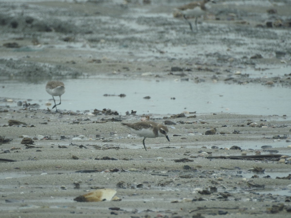 Tibet Cılıbıtı - ML646160419