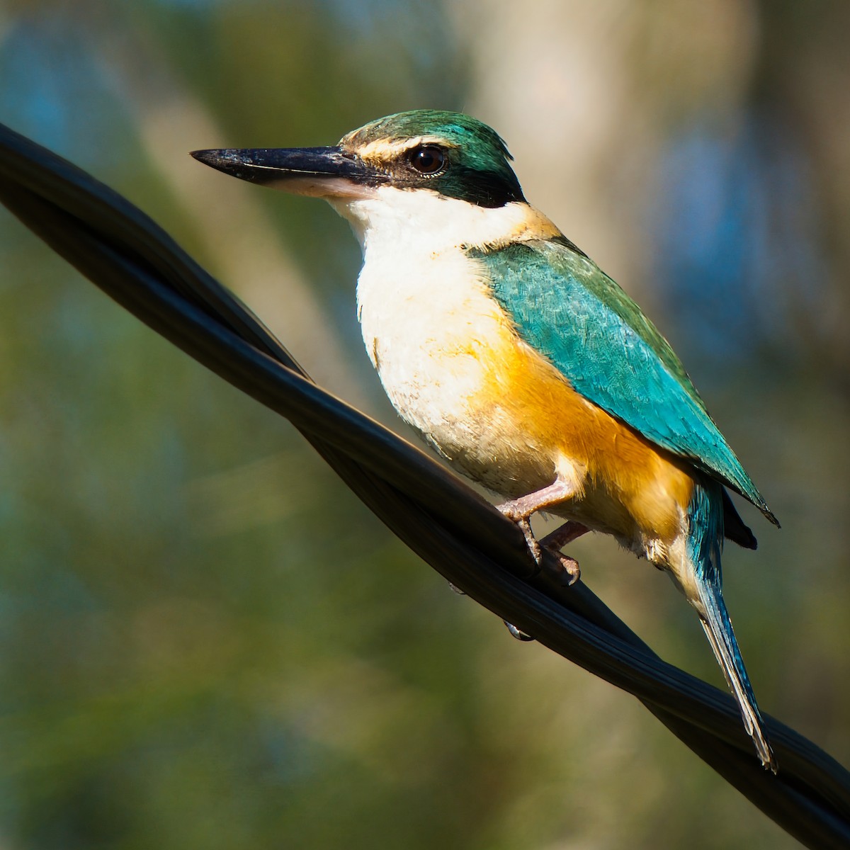 Sacred Kingfisher - ML646160420