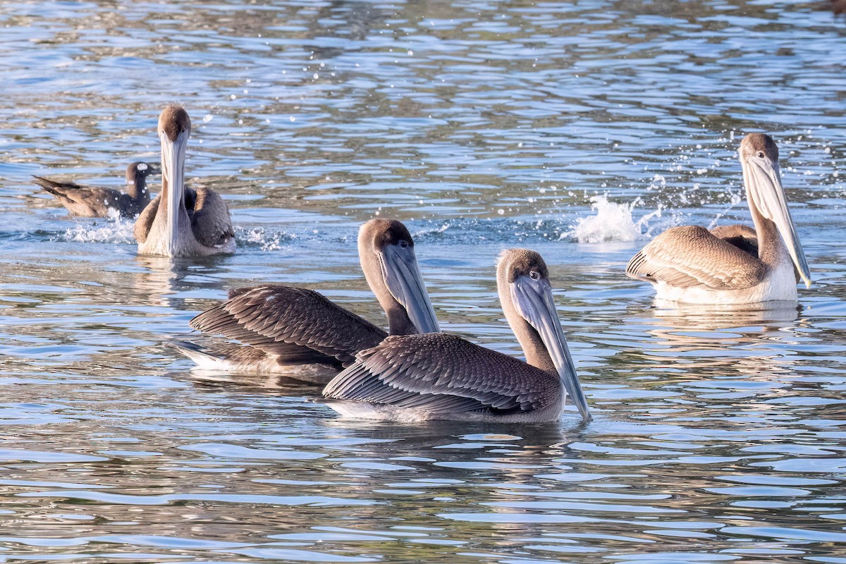 Brown Pelican (California) - ML646160422