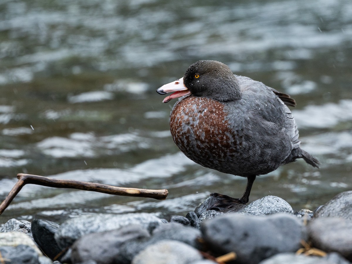 Blue Duck - ML646160423