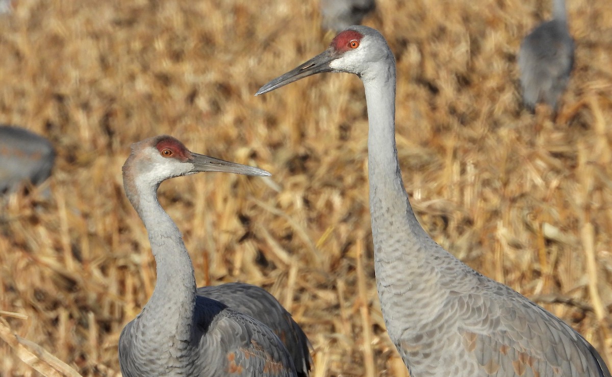 Sandhill Crane - ML646160424
