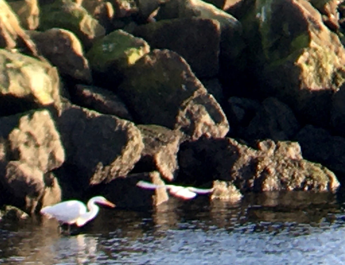 Great Egret - ML646160427