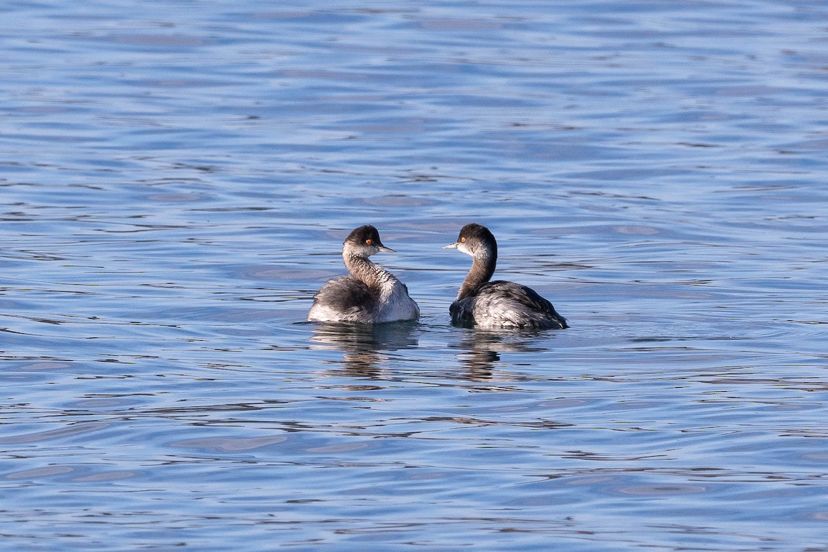 黑頸鸊鷉 - ML646160428