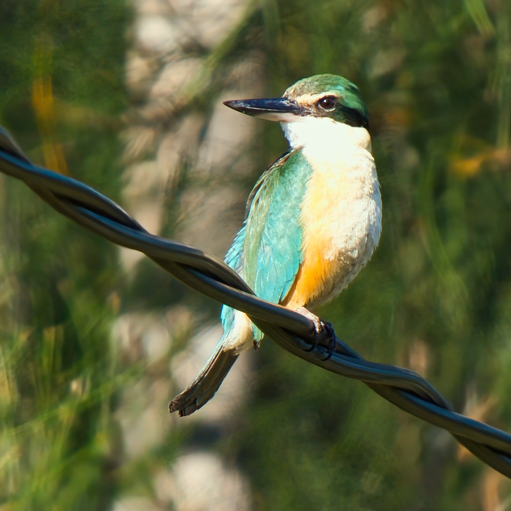 Sacred Kingfisher - ML646160429