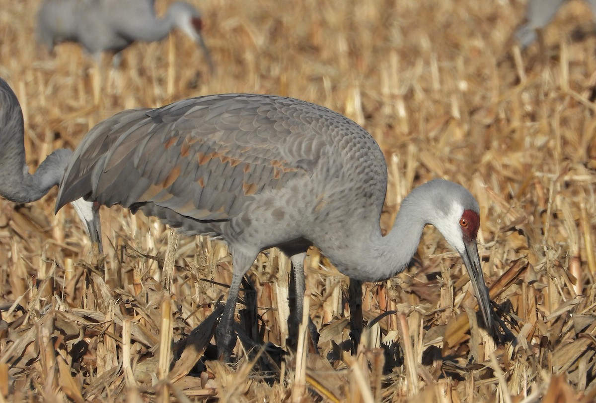 Sandhill Crane - ML646160430