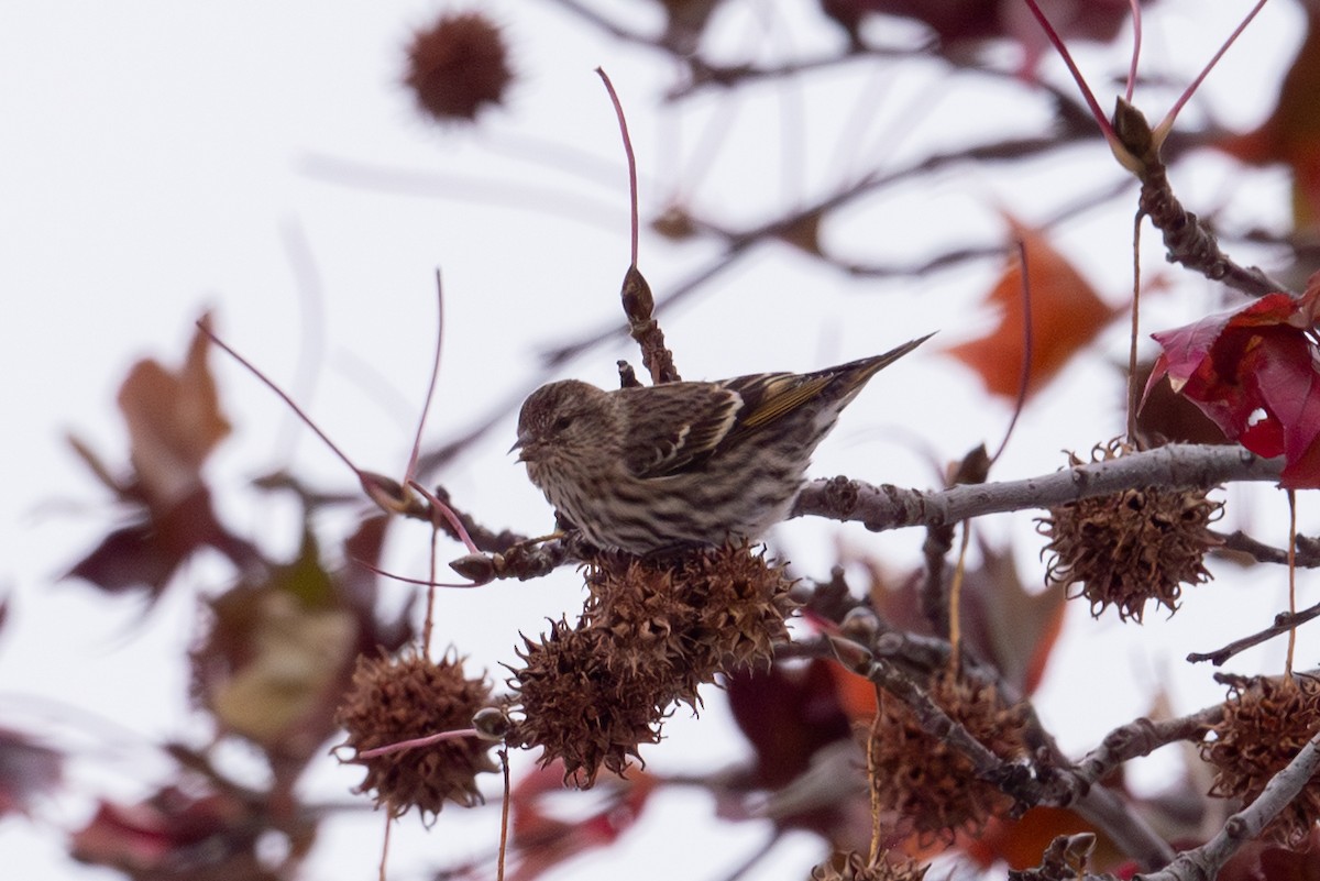 Pine Siskin - ML646160431