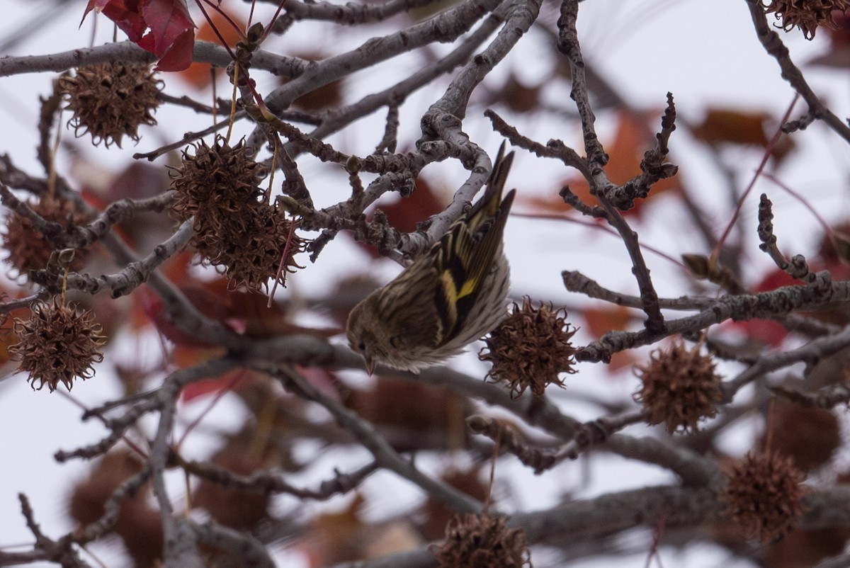 Pine Siskin - ML646160432