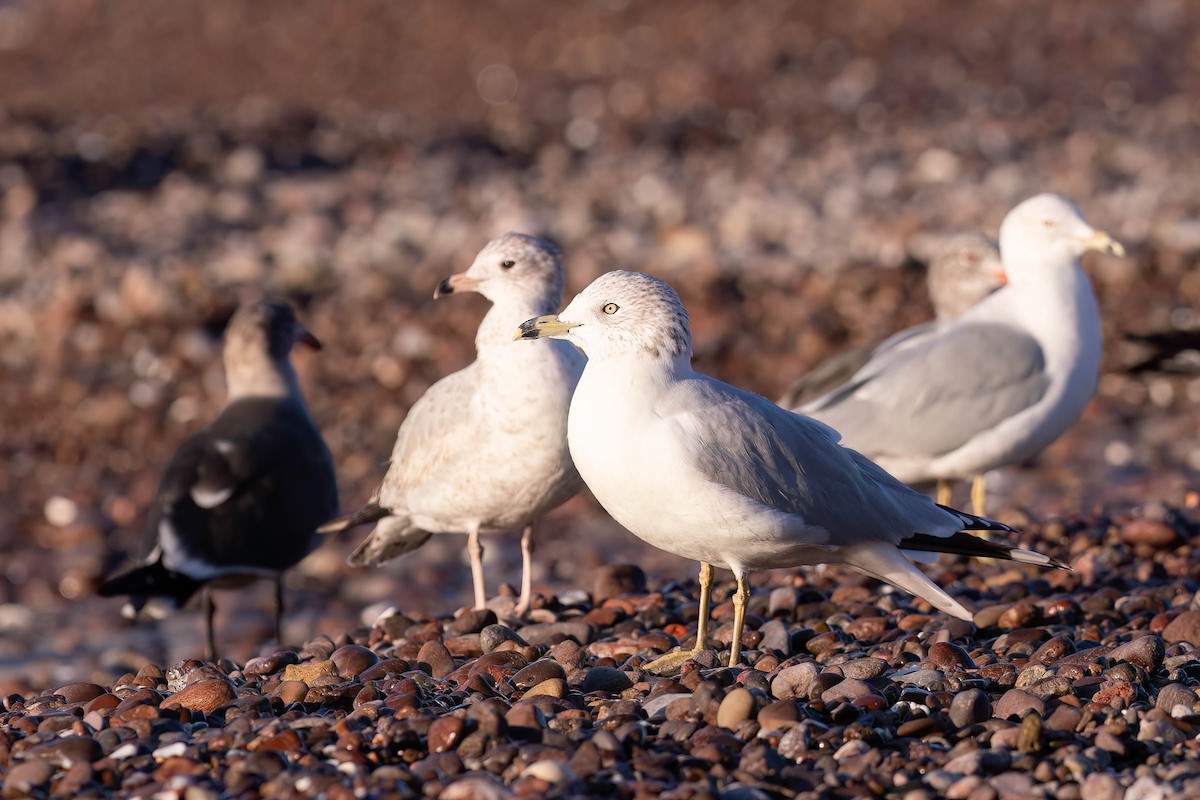 Ring-billed Gull - ML646160433