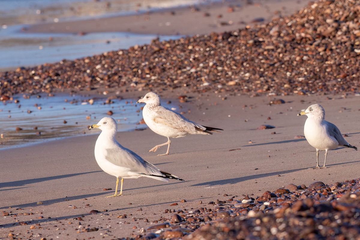 Ring-billed Gull - ML646160435