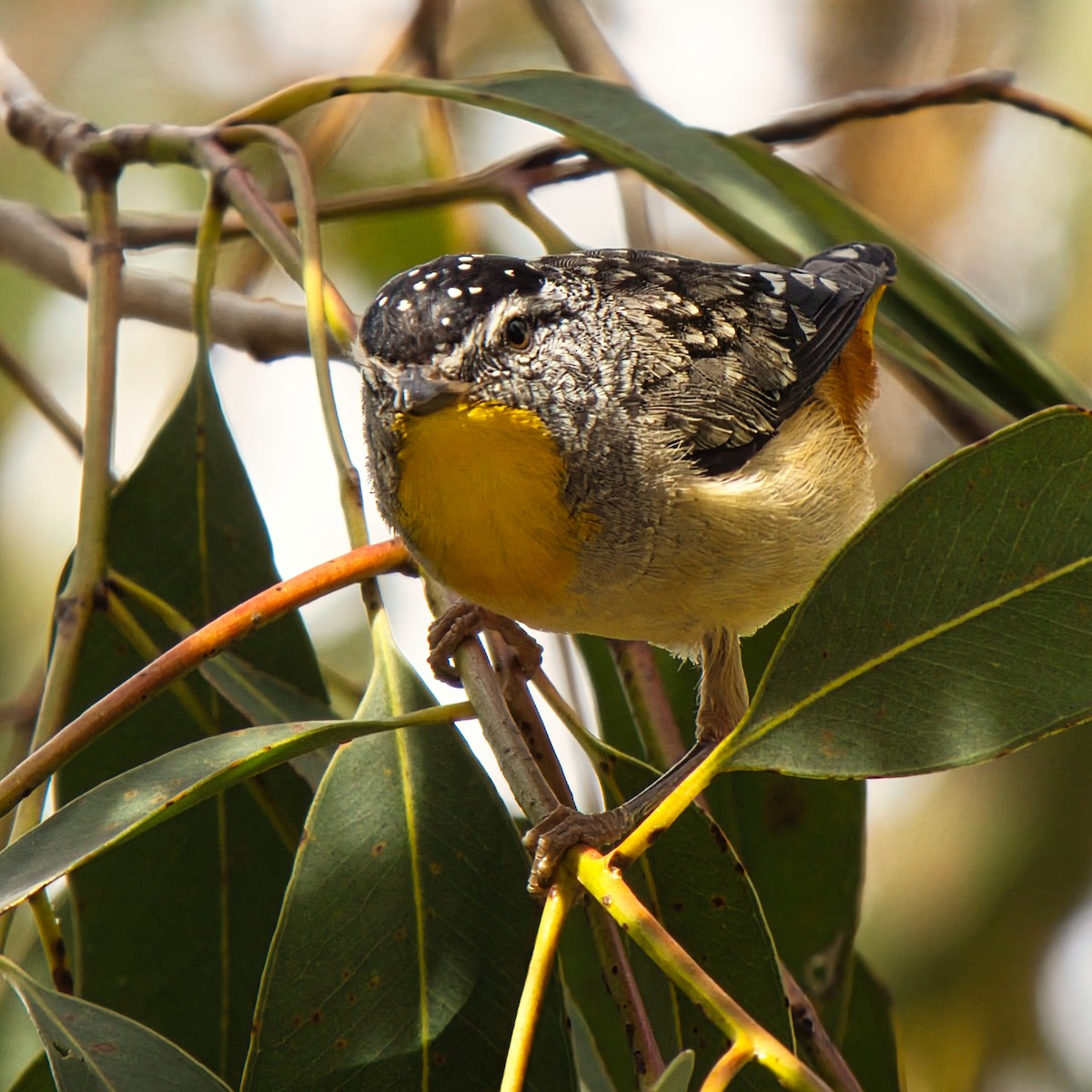 Spotted Pardalote - ML646160438