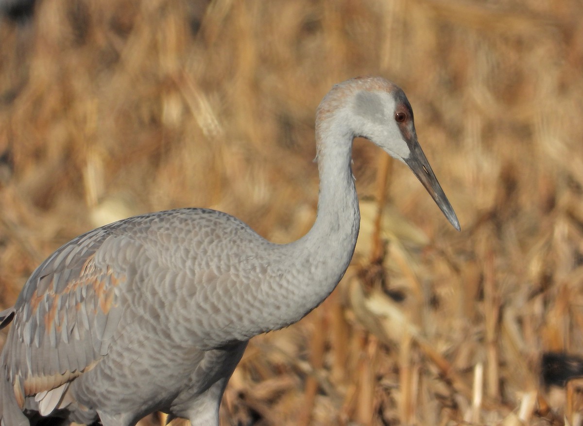 Sandhill Crane - ML646160439