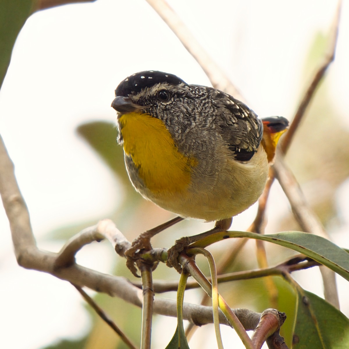 Spotted Pardalote - ML646160446