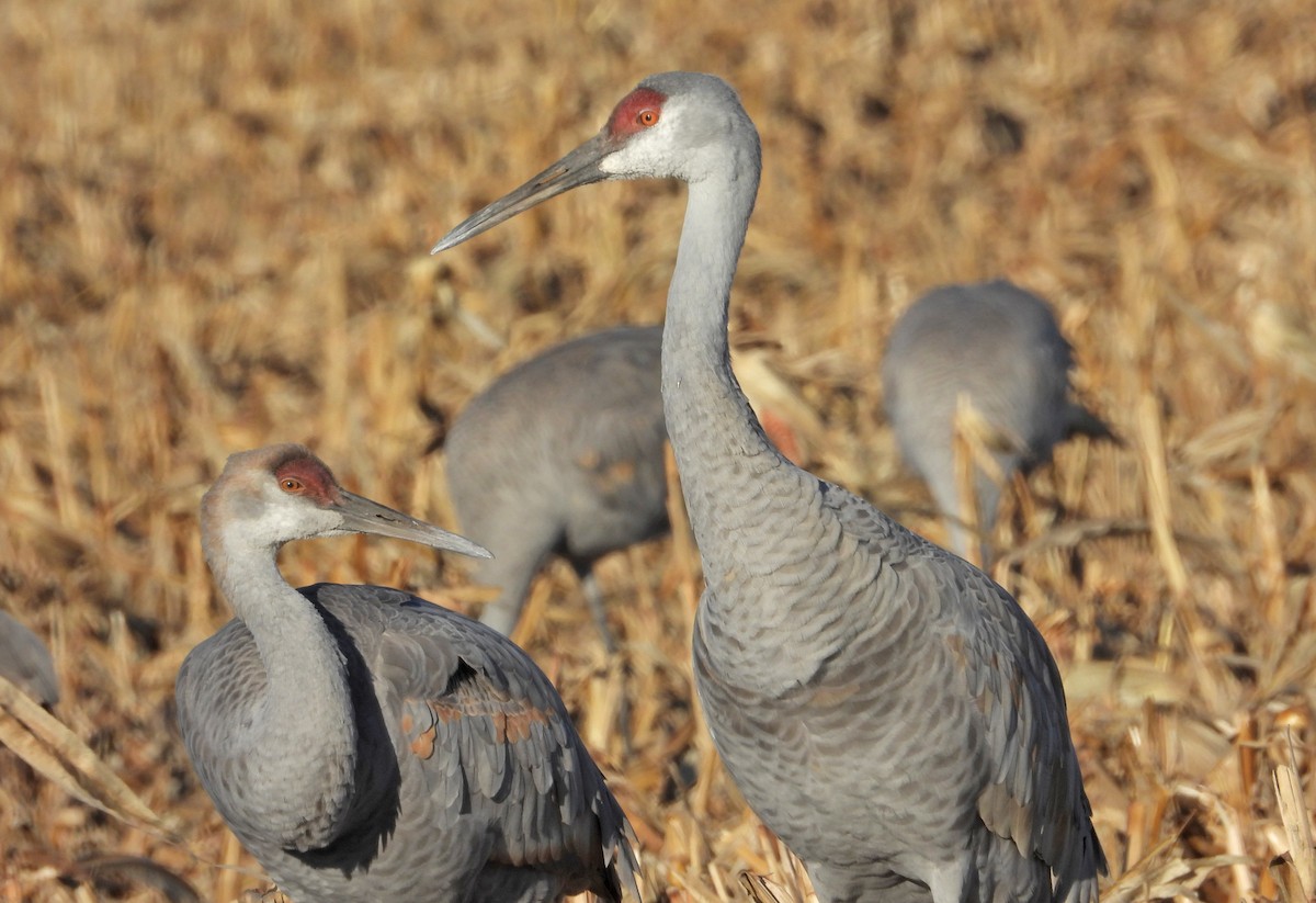 Sandhill Crane - ML646160448
