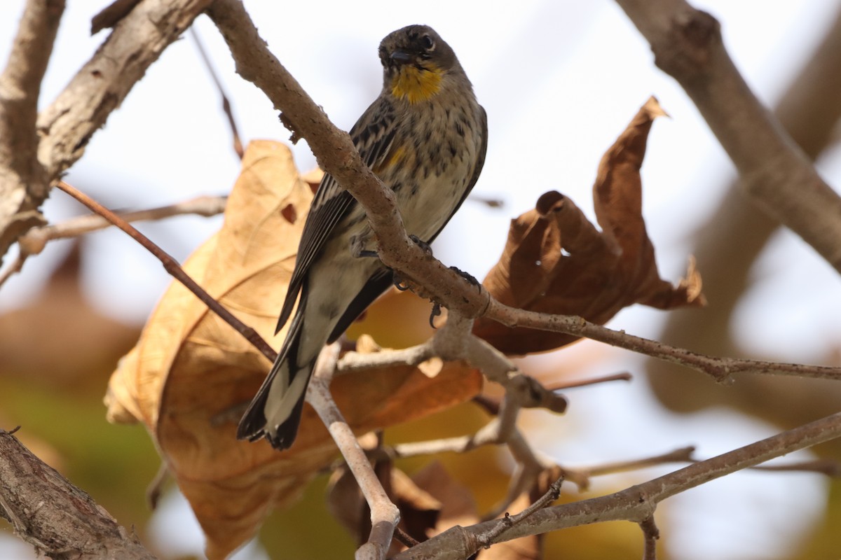 Yellow-rumped Warbler - ML646160449