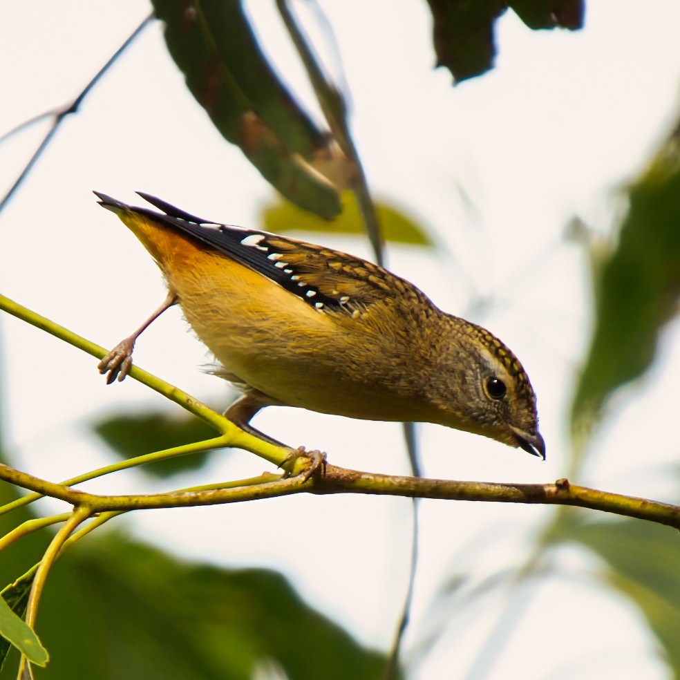 Spotted Pardalote - ML646160452