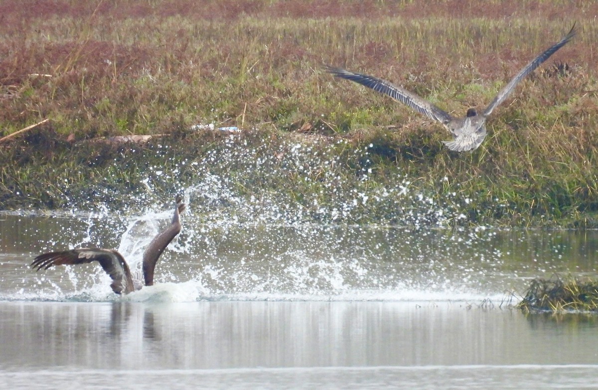 Brown Pelican - ML646160453
