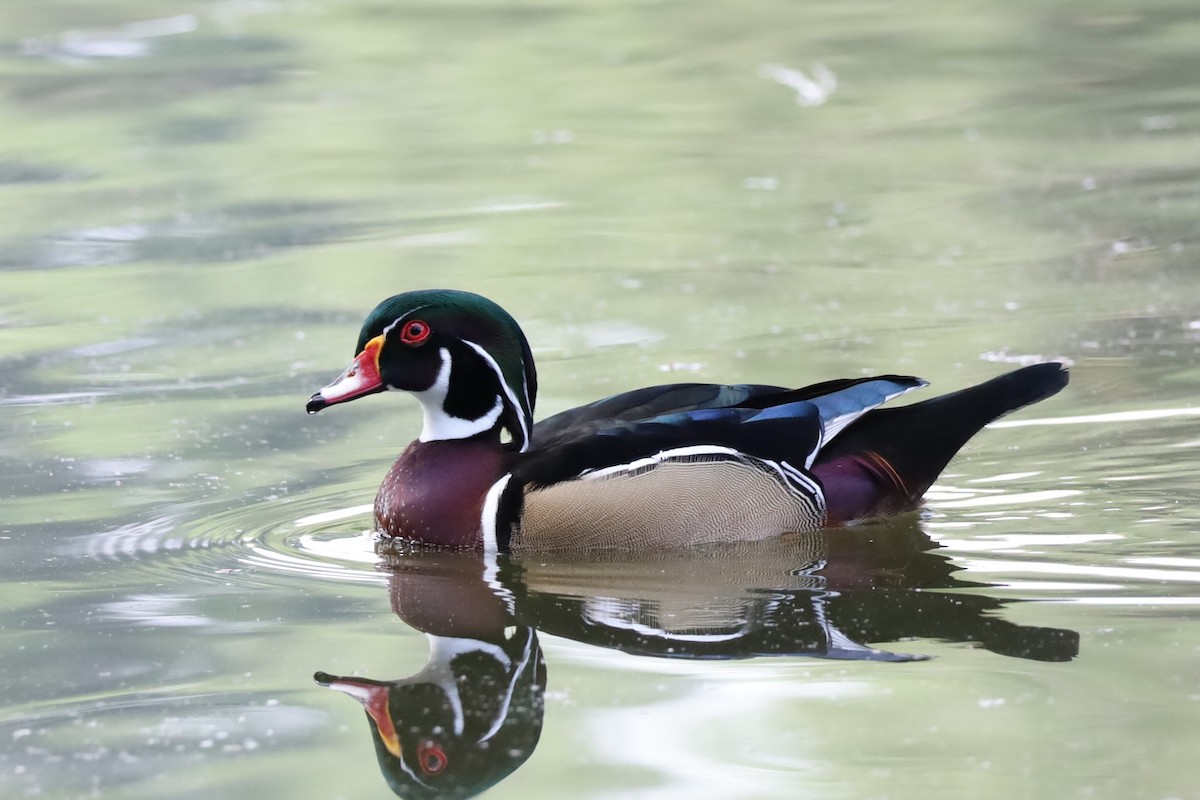 Wood Duck - ML646160455