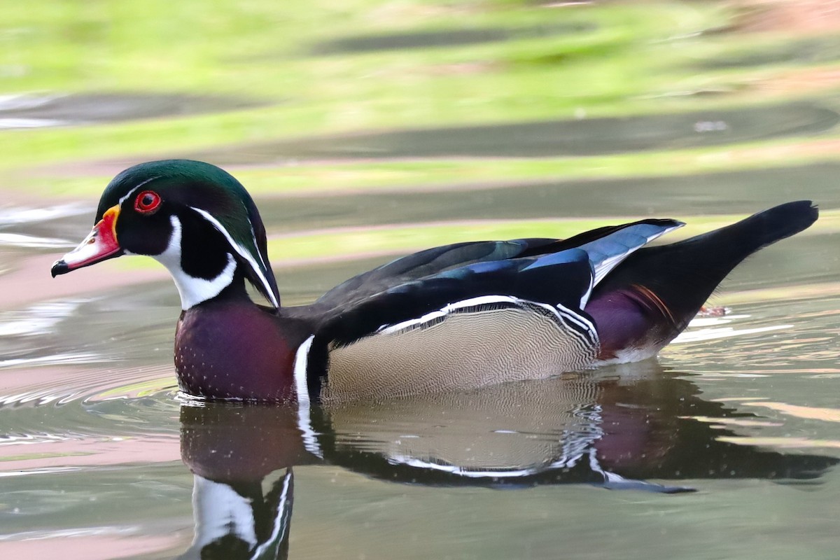 Wood Duck - ML646160456