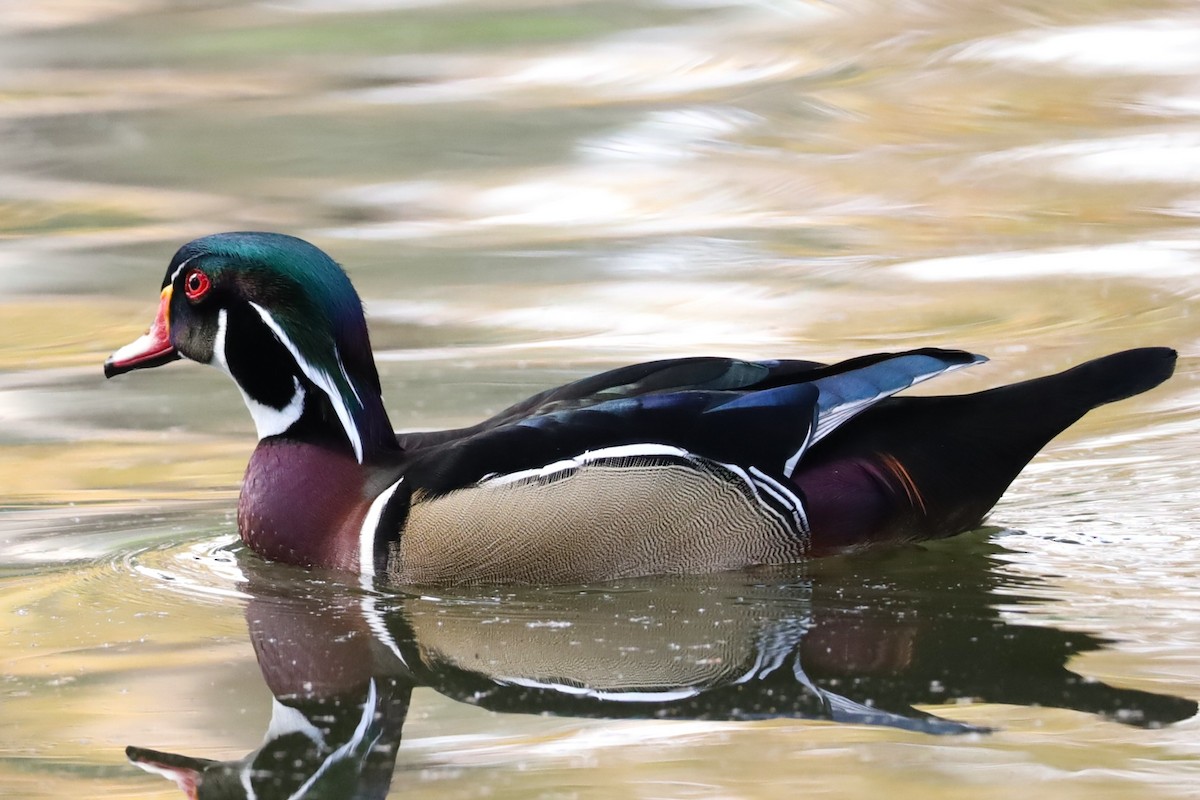 Wood Duck - ML646160457