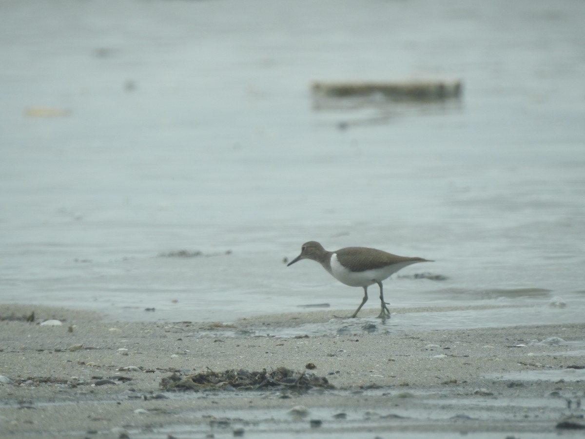 Common Sandpiper - ML646160459