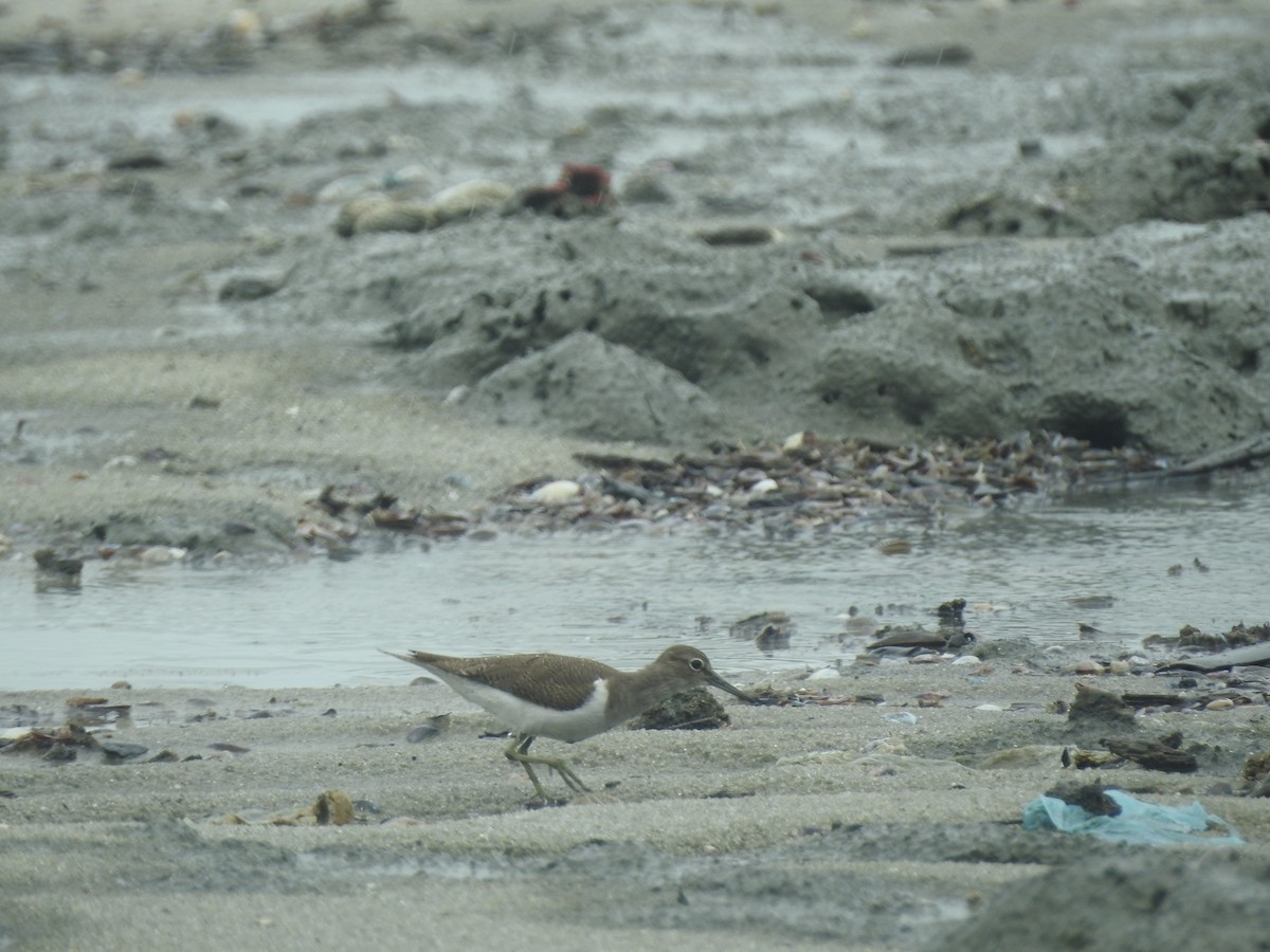 Common Sandpiper - ML646160460