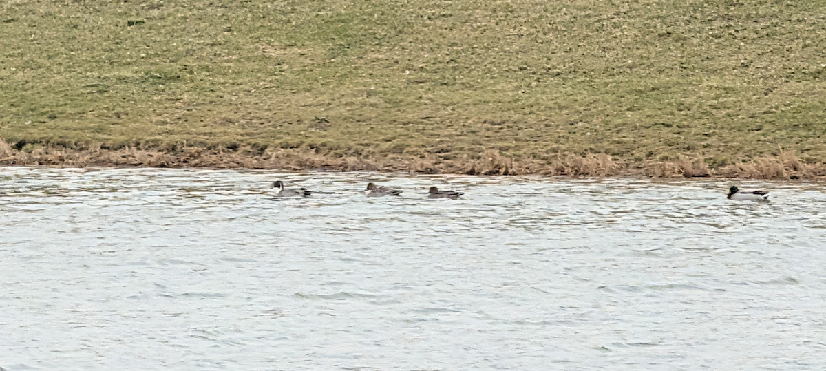 Northern Pintail - ML646160461