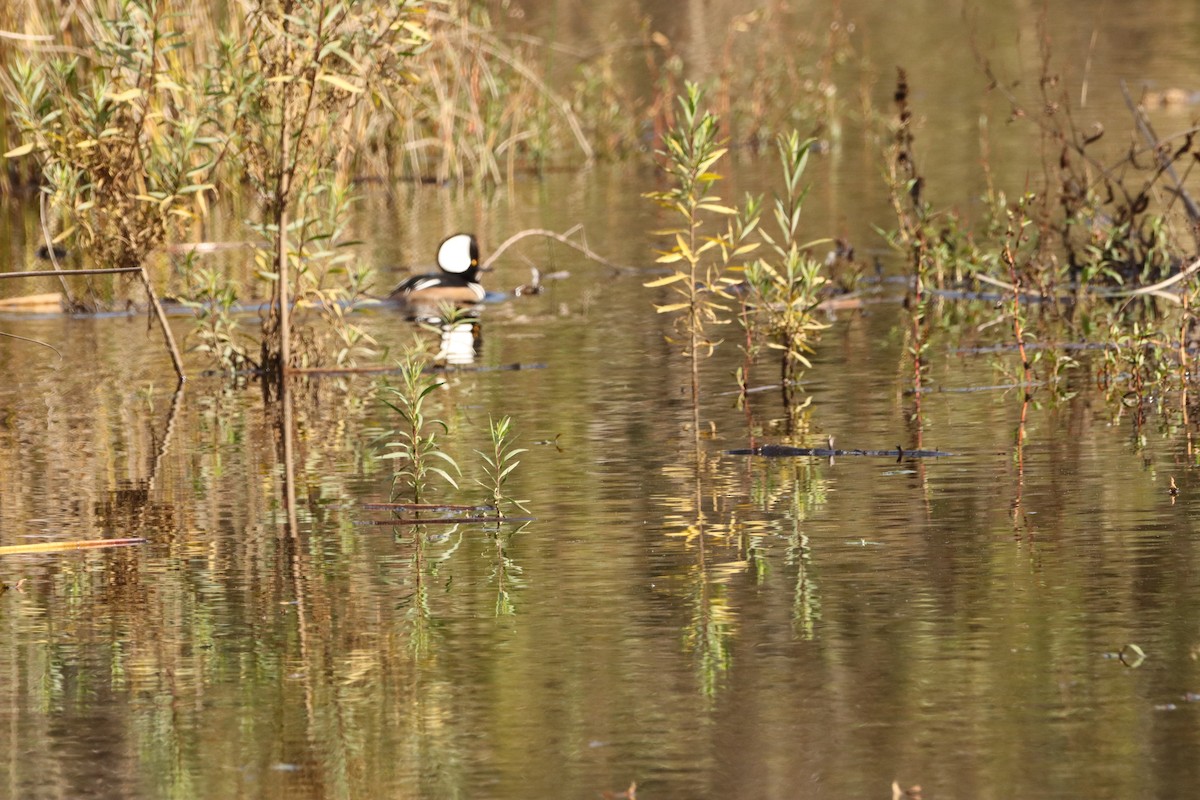 Smergo dal cappuccio - ML646160462