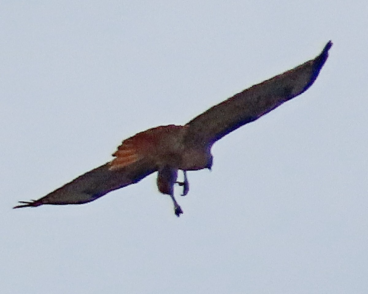 Red-tailed Hawk - ML646160463