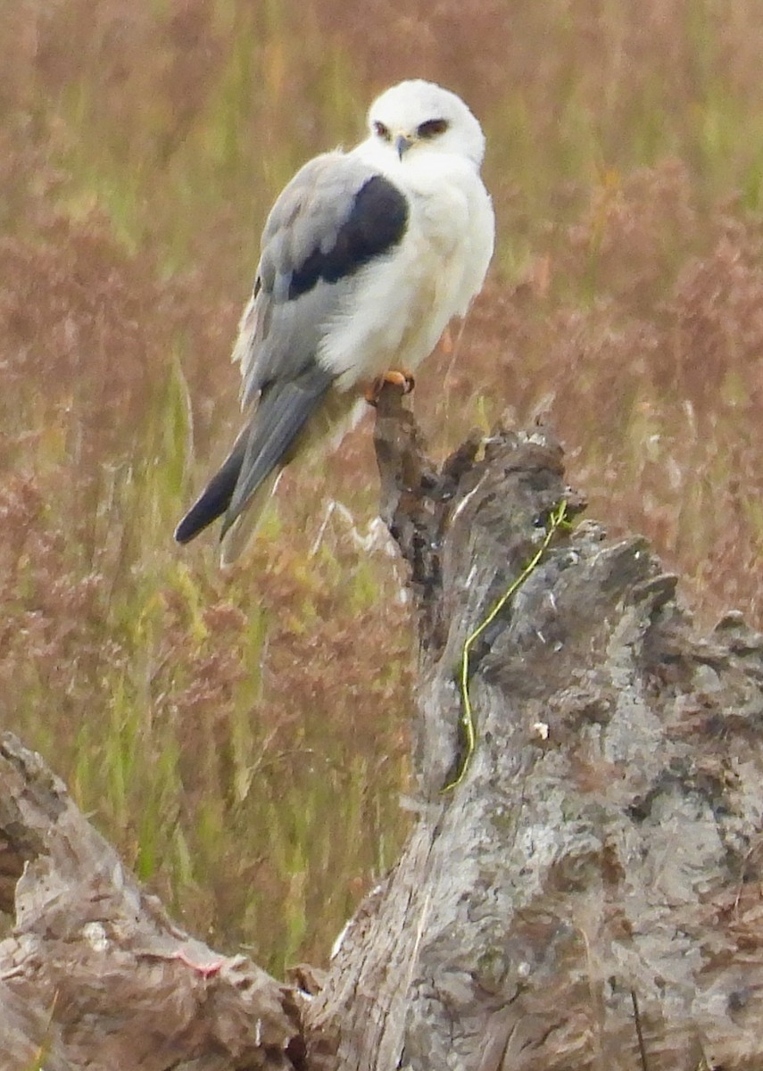 White-tailed Kite - ML646160466