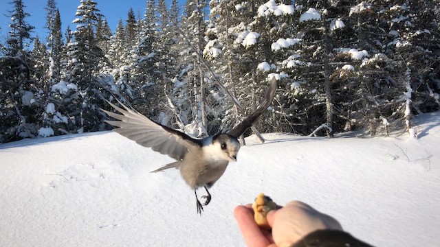 Кукша канадська - ML646160467