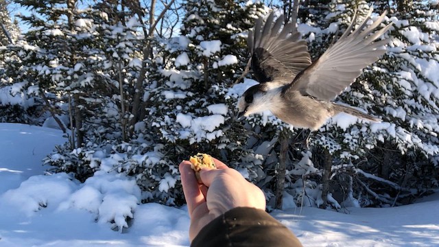 Кукша канадська - ML646160468