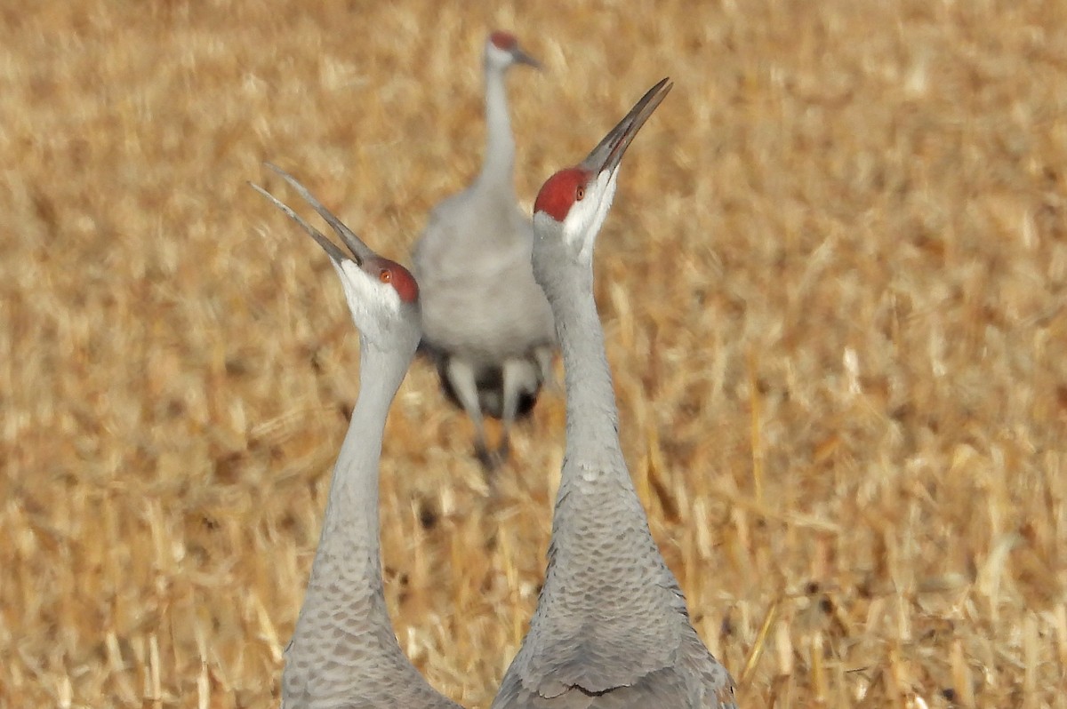 Sandhill Crane - ML646160469