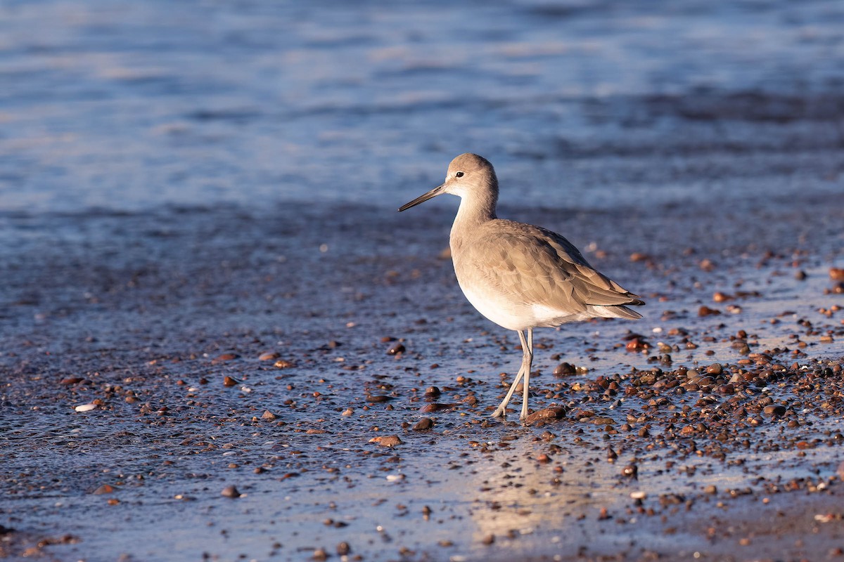 Willet (Western) - ML646160470