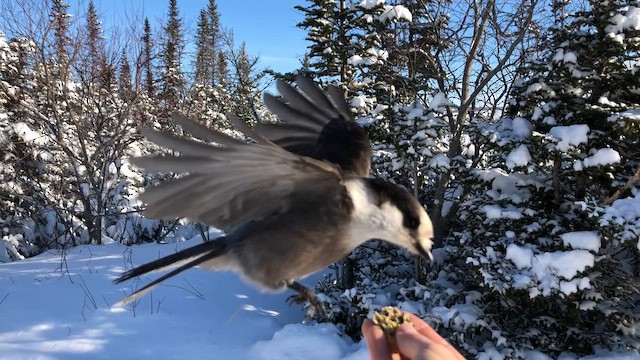 Кукша канадська - ML646160473